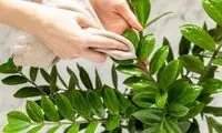 ترفندهای تمیز کردن برگ گیاهان خانگی برای عید