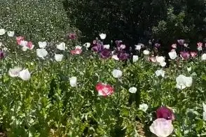 کشت هکتاری خشخاش در استان لرستان 