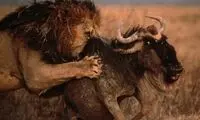 شیر نر یکی از ۱.۵ میلیون گوزن یالدار را شکار کرد