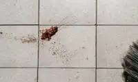 زنی برای کشتن سوسک خانه را آتش زد و همسایه‌اش را کشت!