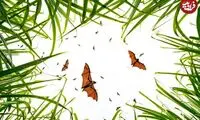 ۷ لحظۀ استثنایی «حیات وحش» از قاب دوربین بهترین عکاسان طبیعت در جهان