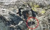 شکار حیرت‌انگیز بُز کوهی توسط عقاب