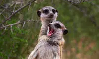عکس‌های خنده‌دارِ این حیوانات با نمک، جهان را فتح کرد!
