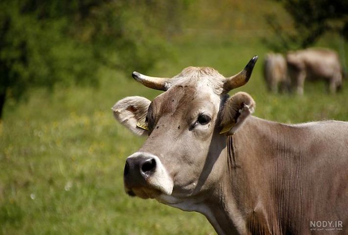 کشتار شبانه ۷۰ گاو شیرده آبستن توسط مامور دولت!