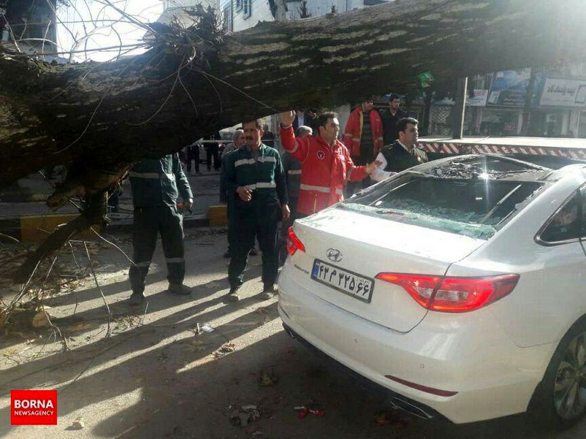 لحظه سقوط درخت بزرگ در خیابان انقلاب لاهیجان