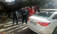 لحظه سقوط درخت بزرگ در خیابان انقلاب لاهیجان