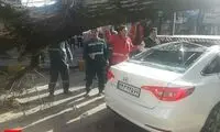 لحظه سقوط درخت بزرگ در خیابان انقلاب لاهیجان