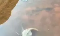 گردشگری که فسیل 550 ساله زنده را کشف کرد!