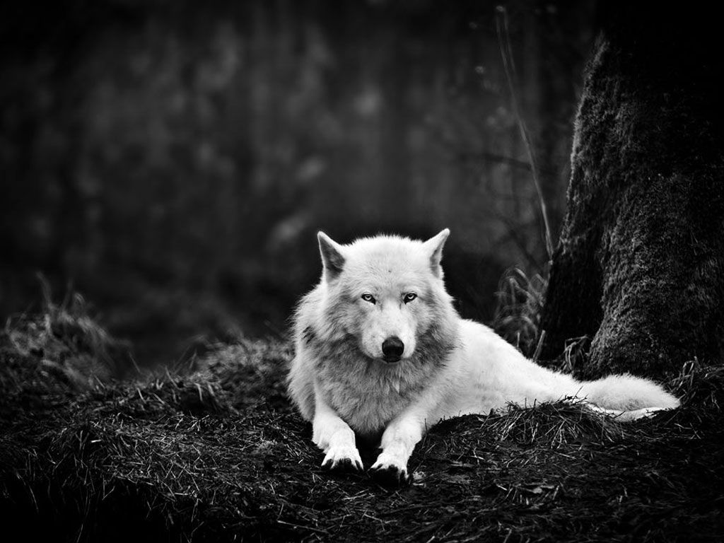تصاویری تماشایی از گرگ‌های هفت‌قلوی ایرانی