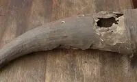 شاخ ۵۰۰ساله گاو، راز دارو‌های باستانی را فاش کرد