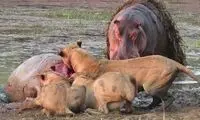 شیرها، اسب آبی غول‌پیکر را زنده زنده خوردند!