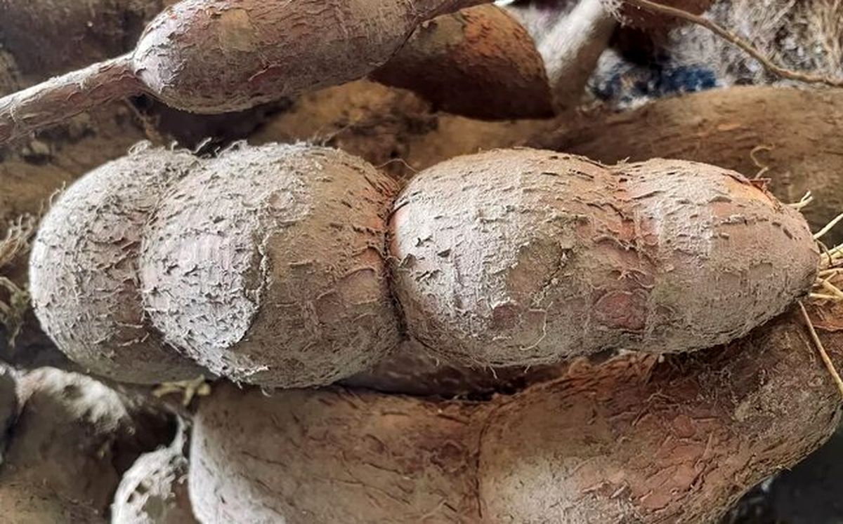 کشندهترین غذای جهان را بشناسید