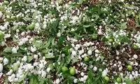 ویدئو دیدنی از بارش تگرگ در شهر اردبیل