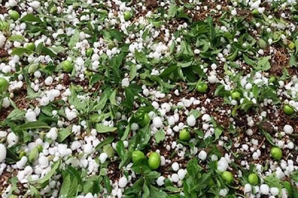 ویدئو دیدنی از بارش تگرگ در شهر اردبیل