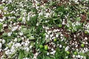 ویدئو دیدنی از بارش تگرگ در شهر اردبیل
