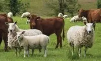 قیمت هر کیلوگرم گوسفند زنده و گوساله اعلام شد