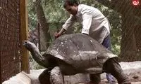 جانورانی با طول عمر باورنکردنی
