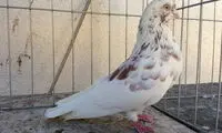 یک زن ایرانی به راز پشتک زدن کبوترها پی برد!