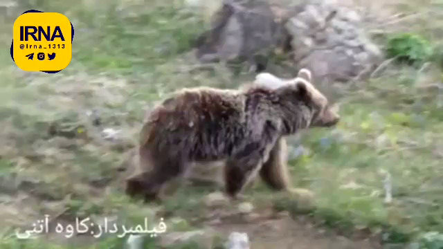 قدم زدن توله خرس بامزه در ارتفاعات مازندران