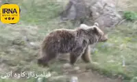 قدم زدن توله خرس بامزه در ارتفاعات مازندران