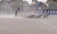 هجوم گله گوسفند به بازی فوتبال سوژه شد