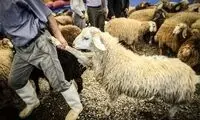 واردات ۱۰۰هزار گوساله و ۳۰۰هزار گوسفند صحت دارد؟