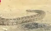 ویدئویی از ترسناک‌ترین مار جهان در ایران