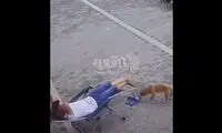  سرقت دمپایی‌های یک عابرپیاده توسط سگ بازیگوش!
