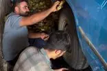 تولید تخمه آفتابگردان با استفاده از لاستیک نیسان!