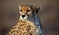 آخرین فیلم از کوشکی در پردیسان