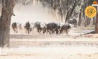 سگ‌های وحشی بی‌رحمانه دو گوساله را کشتند