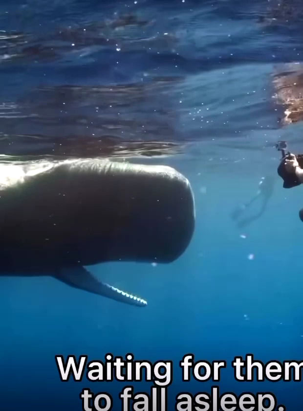 خواب عجیب نهنگ‌های غول‌پیکر در آب