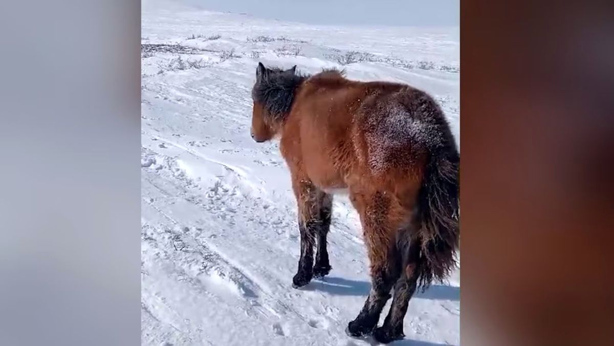 صدها اسب در این کشور بر اثر سرمای شدید، تلف شدند