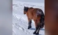 صدها اسب در این کشور بر اثر سرمای شدید، تلف شدند