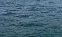 رویارویی شگفت‌انگیز با نهنگ‌های قاتل در کامچاتکا