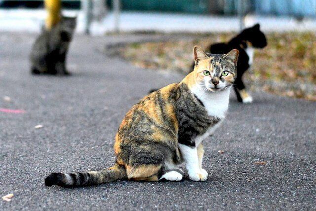 شیوع هاری گسترده بین گربه‌های خیابانیِ این شهر