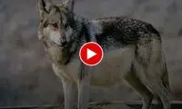 تصاویر حضور گرگ‌های گرسنه در این شهر کشور!