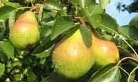 میوه‌ای کم‌کالری که از سرطان جلوگیری می‌کند
