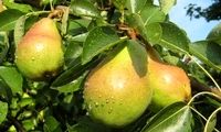 میوه‌ای کم‌کالری که از سرطان جلوگیری می‌کند