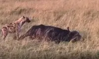  کفتار در حال خوردن یک گاومیش خوابیده!