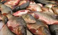 هشدار در مورد خطر حذف مرغ و ماهی از سبد خانوارها