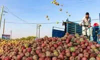 تولید این میوه باعث یک اتفاق ناگوار در ایران شد