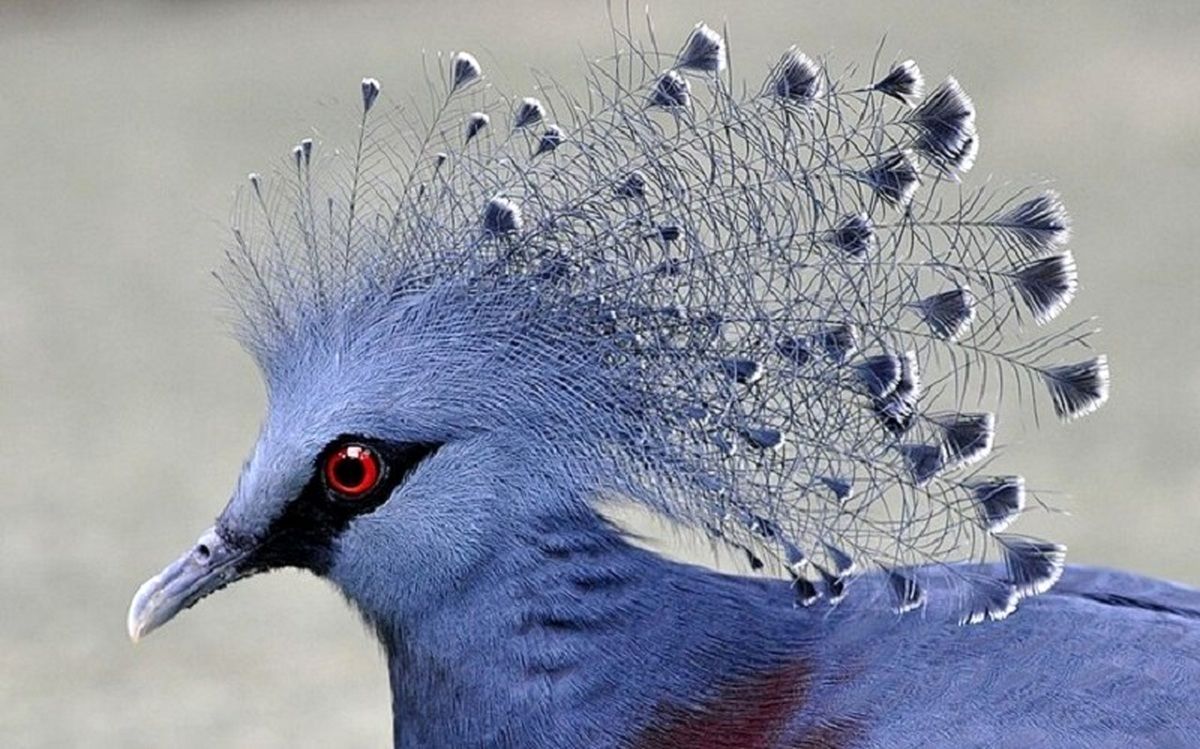 تصویر کبوتری به زیبایی‌ طاووس