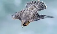 سریع‌ترین پرنده جهان با چه سرعتی پرواز می‌کند؟