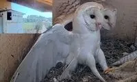 آخر عاقبت شاهینی که می خواست از لانه جغدها دزدی کند!