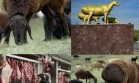 گوسفند غول‌پیکری که مثل طلا باارزش است