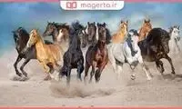 تصویر زیباترین اسب جهان را ببینید