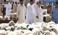 سرنوشت گوشت قربانی حجاج ایرانی در عربستان