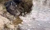 ویدئوی ماهیگیری یک دختربچه با کمک گربه! 