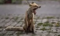نقش جالب خمیازه در بدن